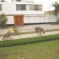 Zahid & Ruffus en el parque